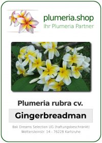 Plumeria rubra "Gingerbreadman"