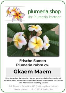 Plumeria rubra "Gkaem Maem"