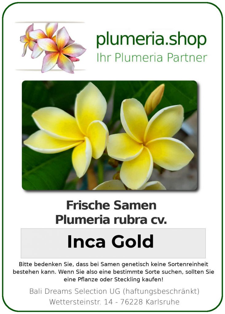 Plumeria rubra "Inca Gold"