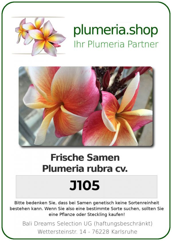 Plumeria rubra "J105"