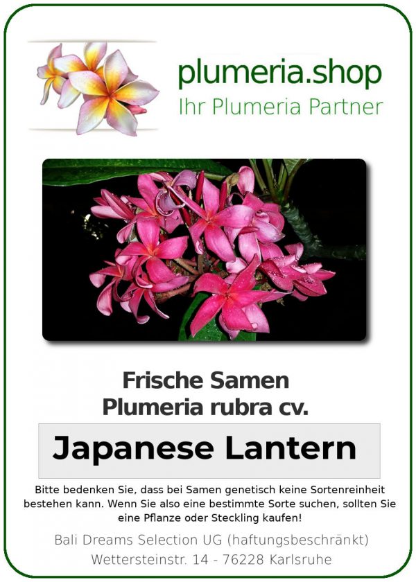 Plumeria rubra "Japanese Lantern"