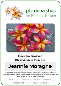 Plumeria rubra "Jeannie Moragne"