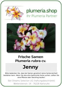 Plumeria rubra "Jenny"