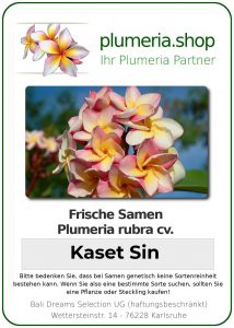 Plumeria rubra "Kaset Sin"