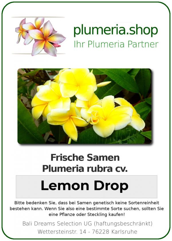 Plumeria rubra "Lemon Drop"