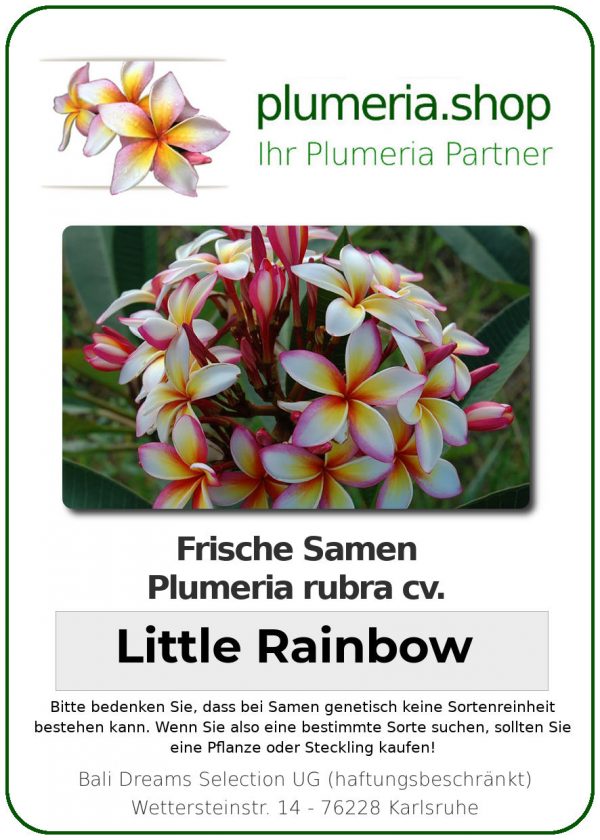 Plumeria rubra "Little Rainbow"