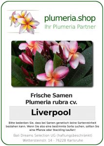 Plumeria rubra "Liverpool"