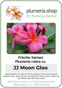 Plumeria rubra "Moon Gloo"