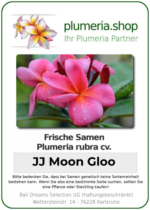Plumeria rubra "Moon Gloo"