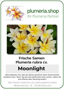 Plumeria rubra "Moonlight"