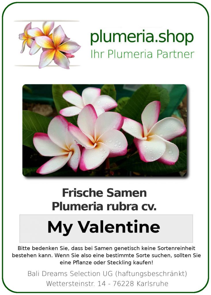Plumeria rubra "My Valentine"