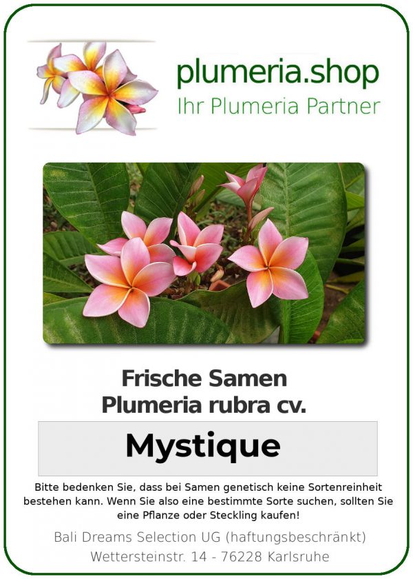Plumeria rubra "Mystique"