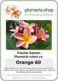 Plumeria rubra "Orange 60"