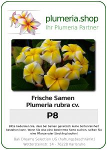Plumeria rubra "P8"