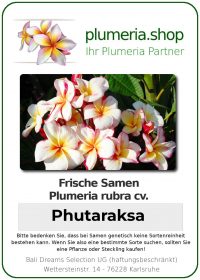 Plumeria rubra "Phutaraksa"