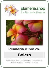 Plumeria rubra - "Bolero"