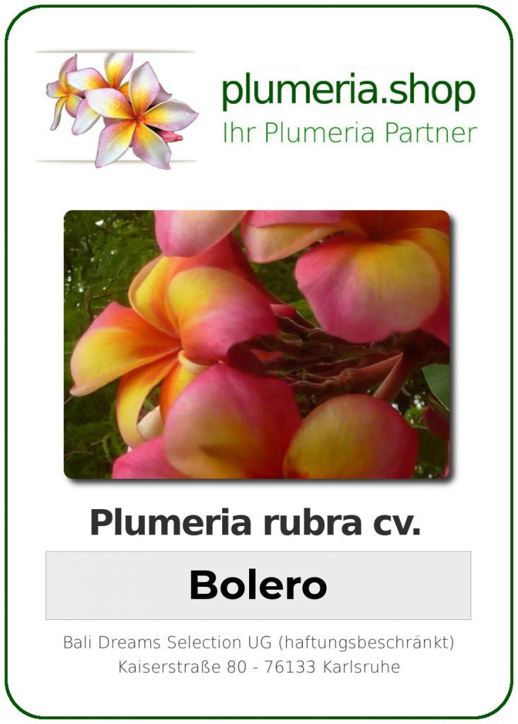 Plumeria rubra "Bolero"