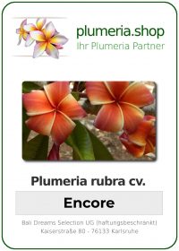 Plumeria rubra - "Encore"