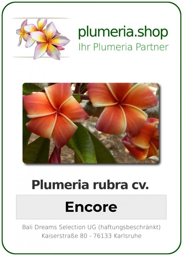 Plumeria rubra - "Encore"