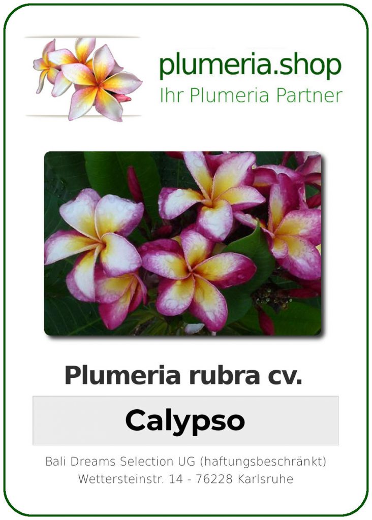 Jungle Jack Plumeria rubra "Calypso"