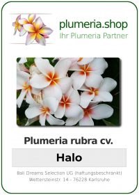 Plumeria rubra &quot;Halo&quot;