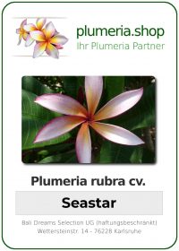 Plumeria rubra "Seastar"