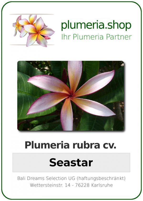 Plumeria rubra "Seastar"