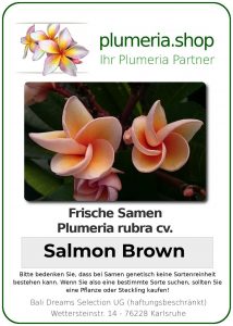 Plumeria rubra "Salmon Brown"