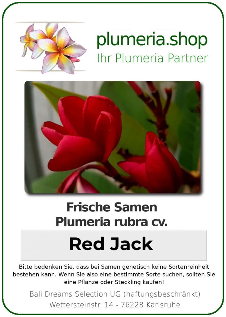 Plumeria rubra "Red Jack"