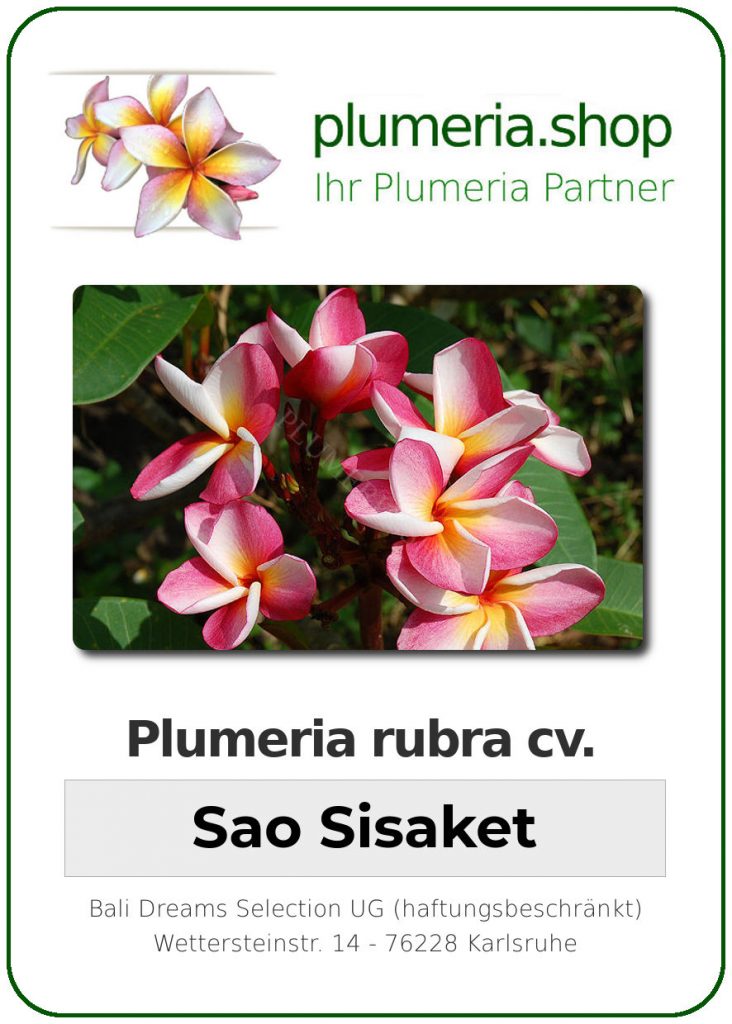Plumeria rubra "Sao Sisaket"