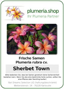 Plumeria rubra "Sherbet Town"