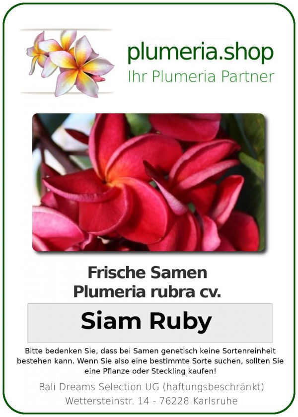 Plumeria rubra "Siam Ruby"