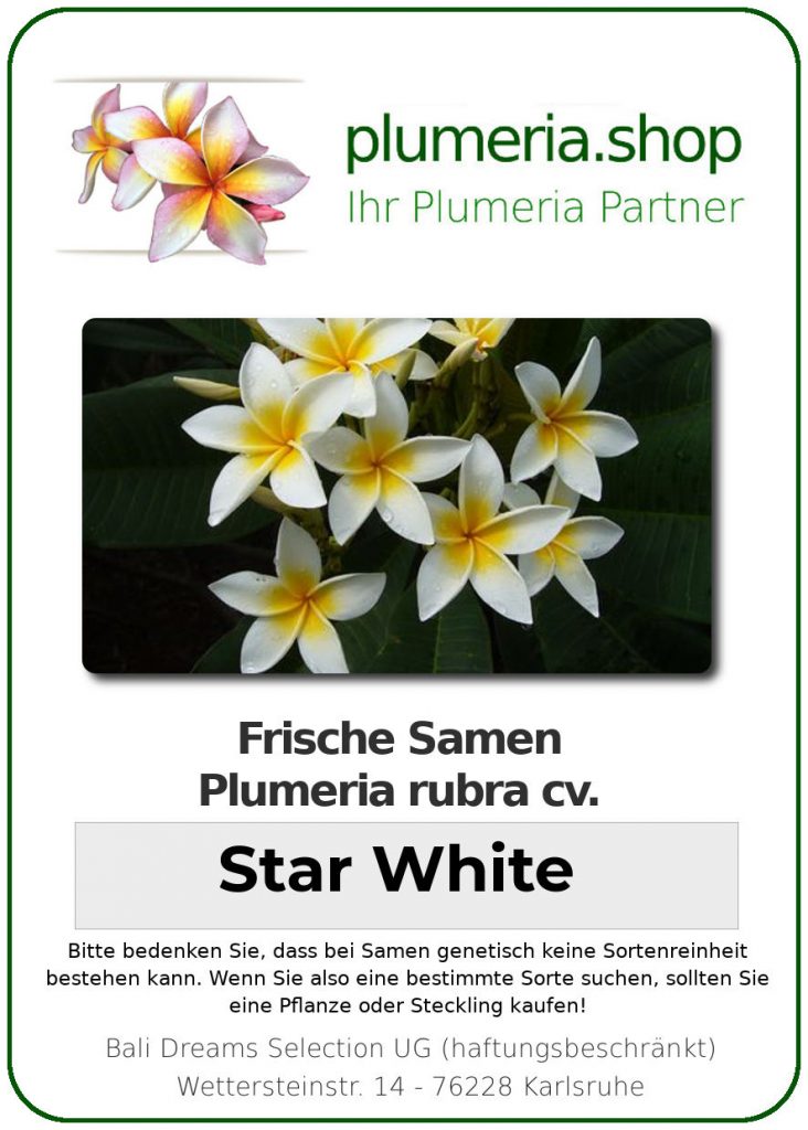 Plumeria rubra "Star White"