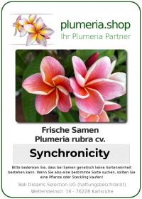Plumeria rubra "Synchronicity"