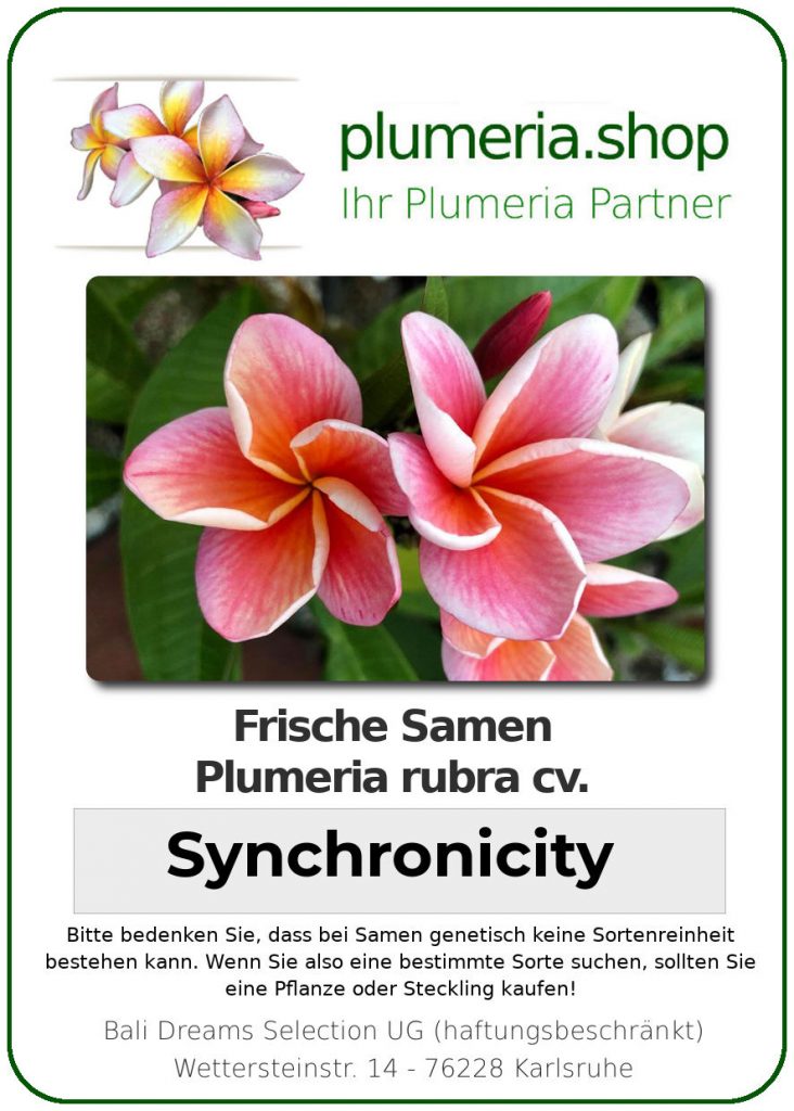 Plumeria rubra "Synchronicity"