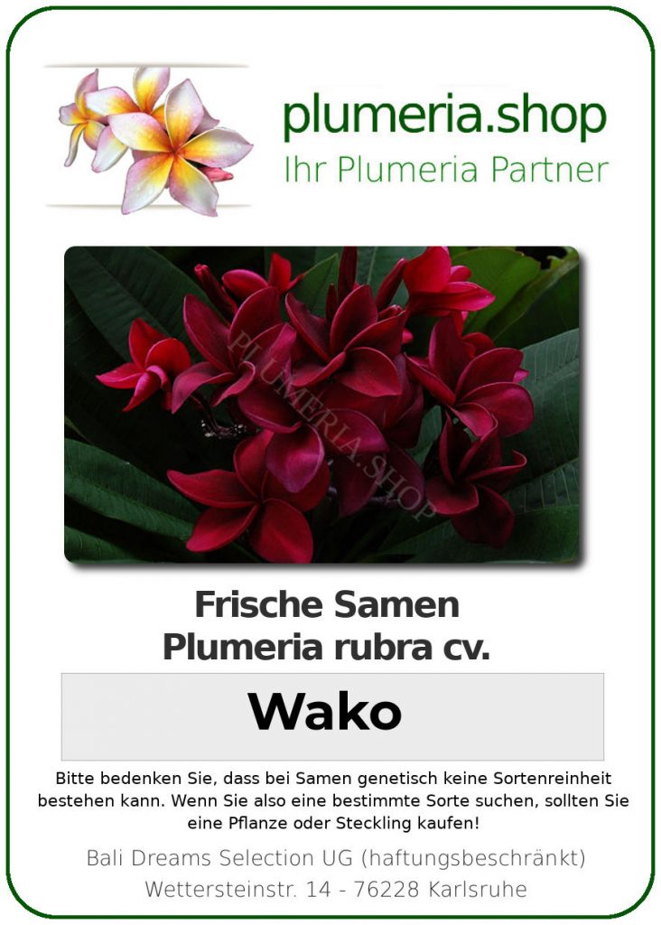 Plumeria rubra "Wako"