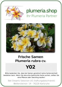 Plumeria rubra "Y02"