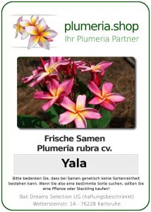 Plumeria rubra "Yala"