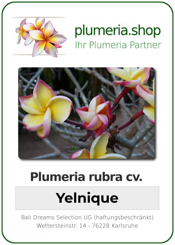 Plumeria rubra "Yelnique"