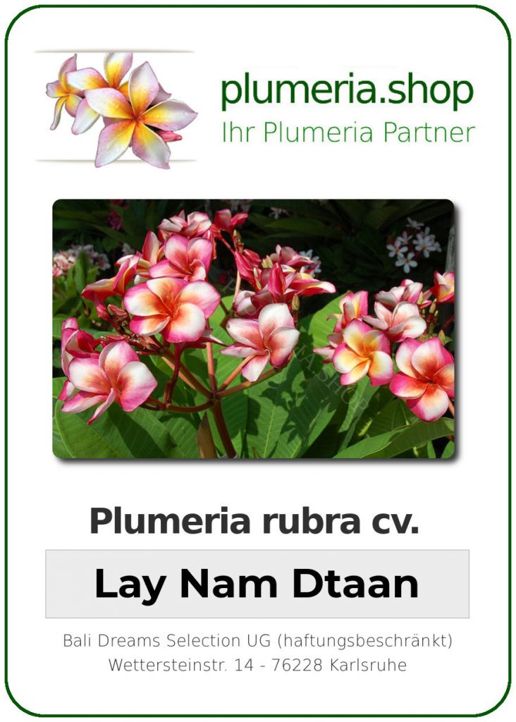 Plumeria ruba "Lay Nam Dtaan"
