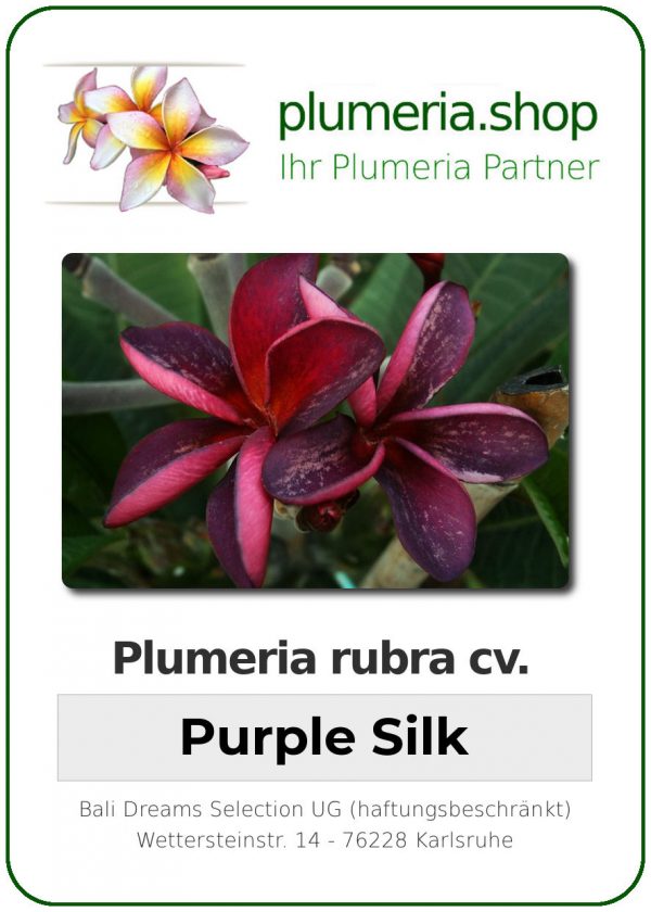 Plumeria rubra "Purple Silk"