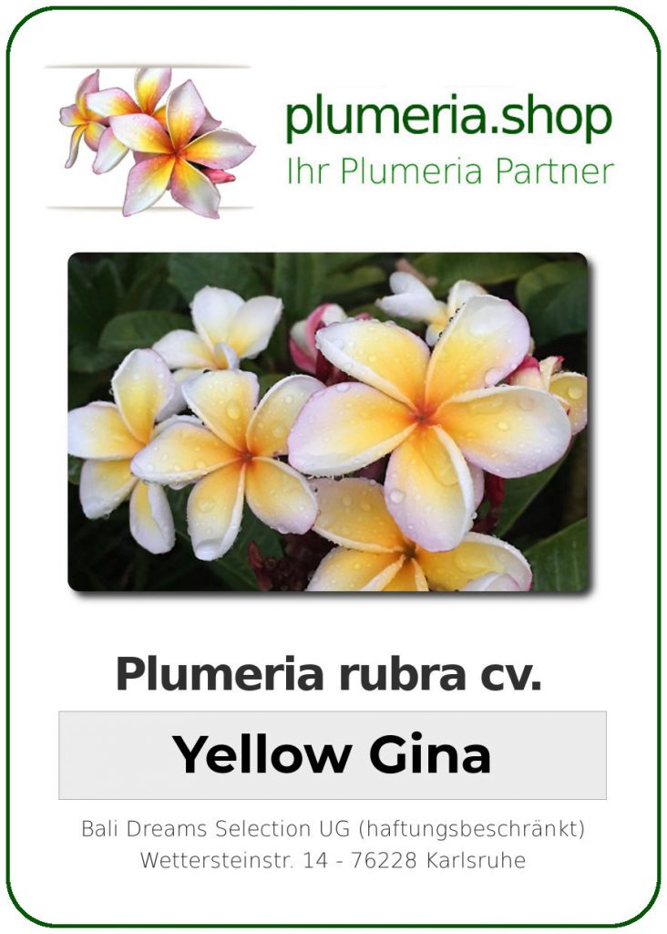 Plumeria rubra cv. "Yellow Gina" - unbewurzelter Steckling