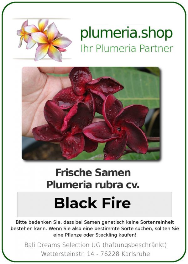 Plumeria rubra "Black Fire"