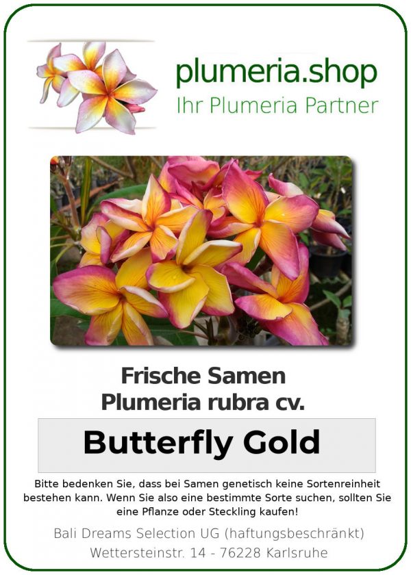 Plumeria rubra "Butterfly Gold"