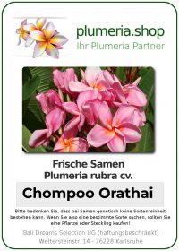Plumeria rubra "Chompoo Orathai"