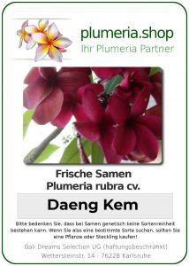 Plumeria rubra "Daeng Kem"
