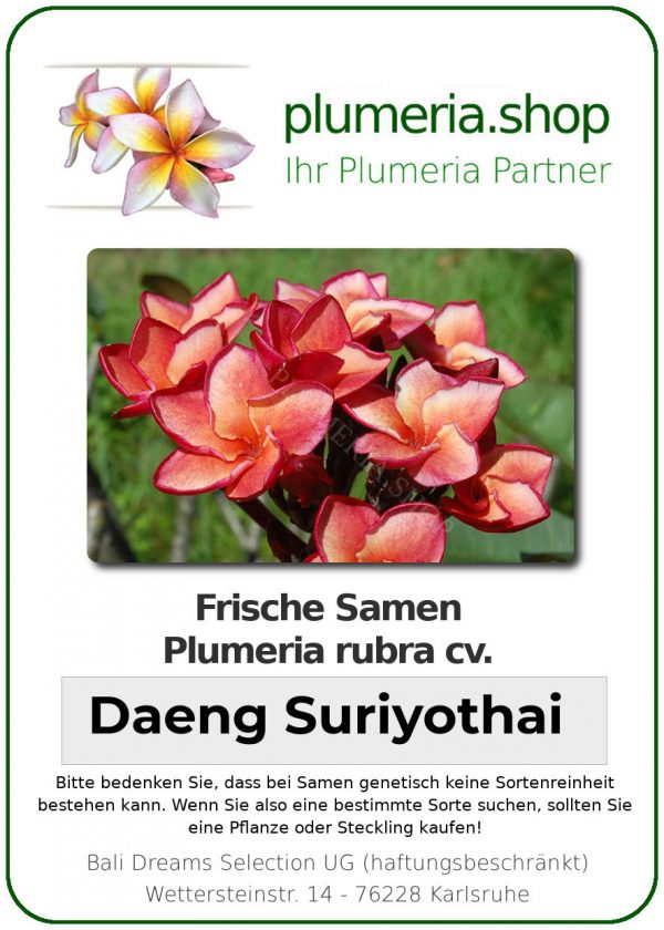 Plumeria rubra "Daeng Suriyothai"