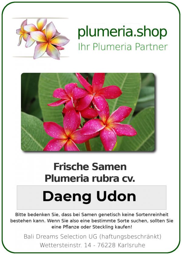 Plumeria rubra "Daeng Udon"