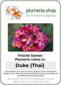 Plumeria rubra "Duke" (Thai)