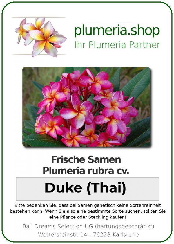 Plumeria rubra &quot;Duke&quot; (Thai)